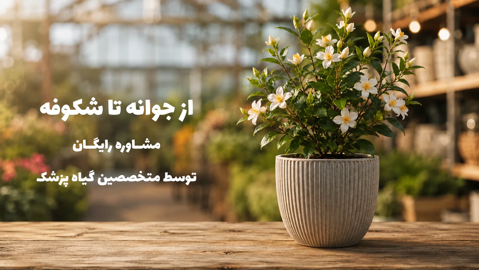 بنر گیاه بعد از رشد و گل‌دهی